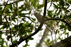 Vireo philadelphicus