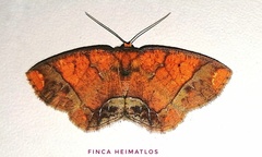 Melinodes detersaria