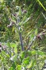Cirsium fontinale obispoense
