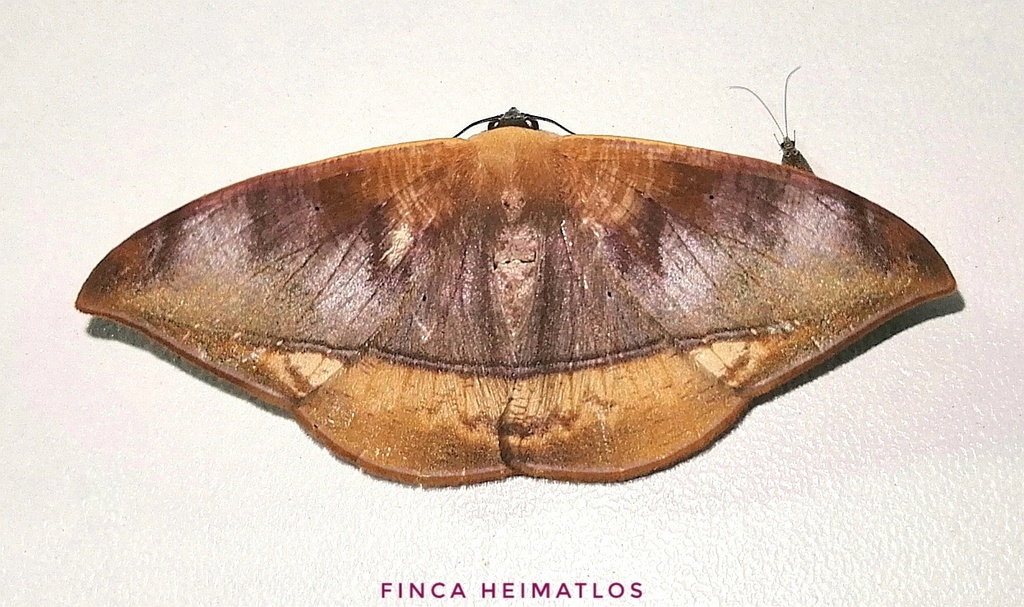 Herbita nedusia