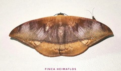 Herbita nedusia