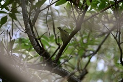 Vireo philadelphicus