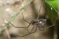 Nanocambridgea gracilipes