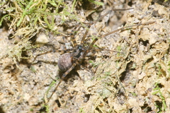 Nanocambridgea gracilipes