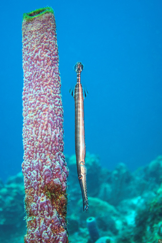Western Atlantic Trumpetfish