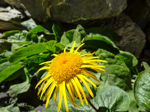 Ladakh Inula (Inula koelzii)