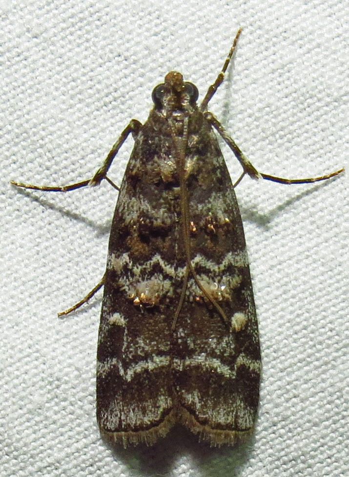 Southern Pine Coneworm Moth