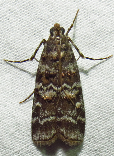 Southern Pine Coneworm Moth (Dioryctria amatella) · iNaturalist
