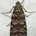 Southern Pine Coneworm Moth - Photo (c) David Dodd, some rights reserved (CC BY), uploaded by David Dodd