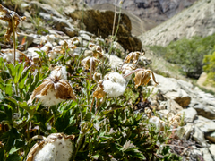 Eriocapitella rupicola