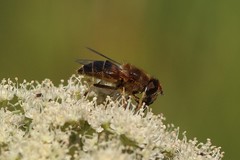 Eristalis jugorum