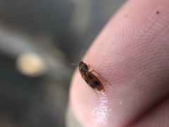 Aeolus mellillus