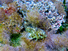 Lipophrys trigloides