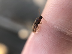 Aeolus mellillus