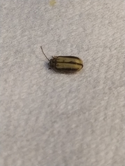 Xanthogaleruca luteola