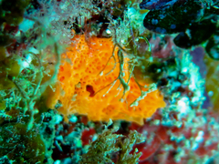 Clathrina rubra
