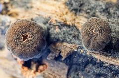 Galiella rufa image