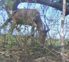 Alcelaphus buselaphus major