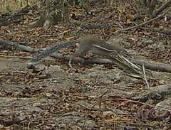 Euxerus erythropus