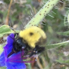 Bombus perplexus