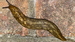 Limacus maculatus