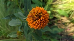 Echinacea angustifolia