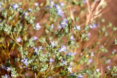 Eriastrum sapphirinum