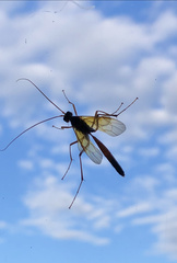 Ctenopelmatinae