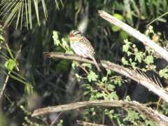 Nystalus maculatus