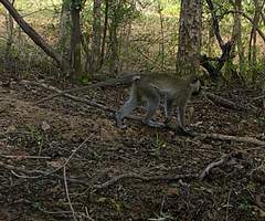 Chlorocebus tantalus
