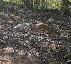 Euxerus erythropus