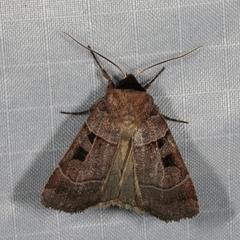 Agnorisma bugrai