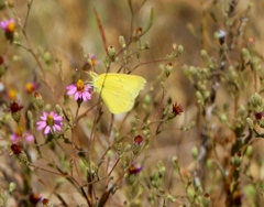 Colias harfordii