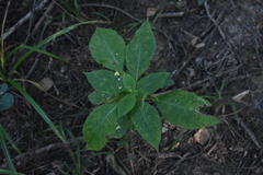 Impatiens parviflora