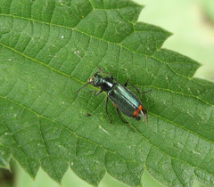 Malachius bipustulatus