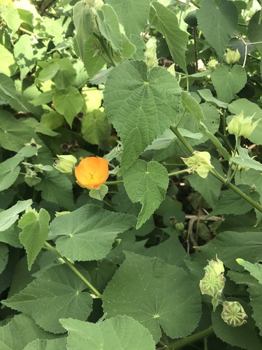 Abutilon grandifolium image