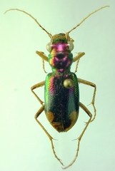 Megacephalina