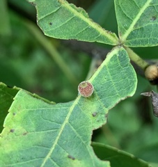 Caryomyia viscidolium