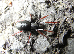 Trachyzelotes pedestris