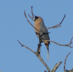 Schistochlamys ruficapillus