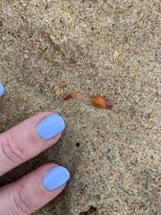 Clione limacina