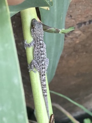 Tarentola gomerensis