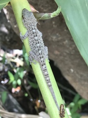 Tarentola gomerensis