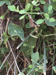 Perityle congesta