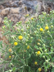 Perityle congesta