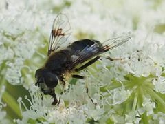 Eristalis rupium