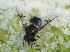 Eristalis rupium