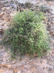 Perityle congesta