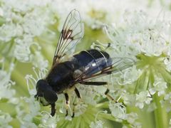 Eristalis rupium