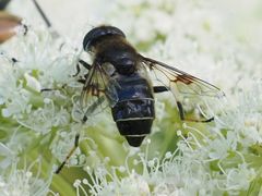 Eristalis rupium